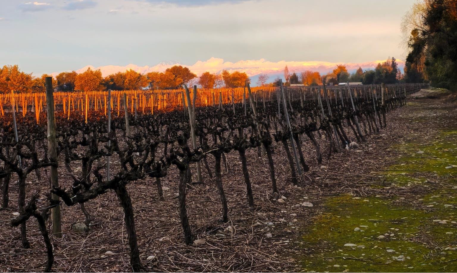 Hache Wines