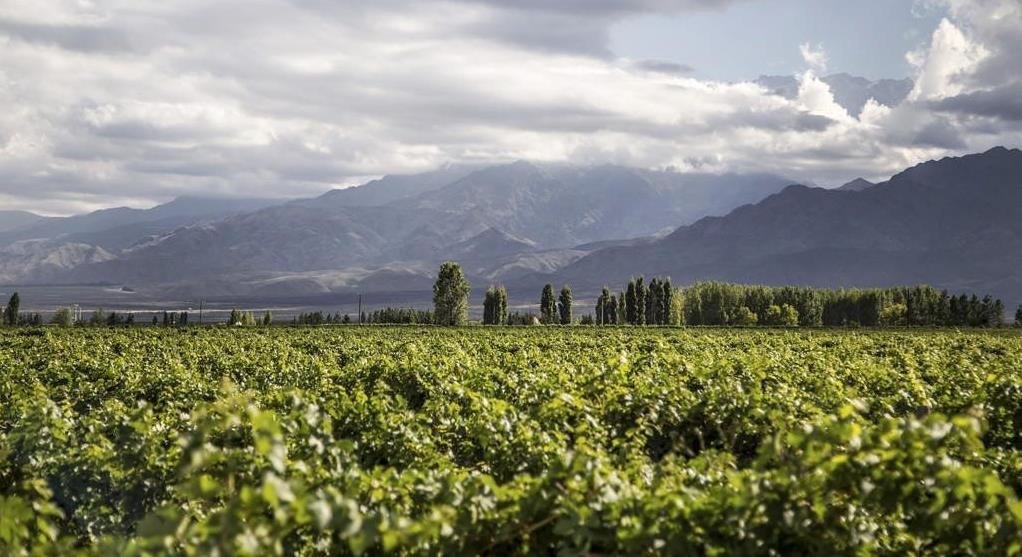Vinos de Potrero